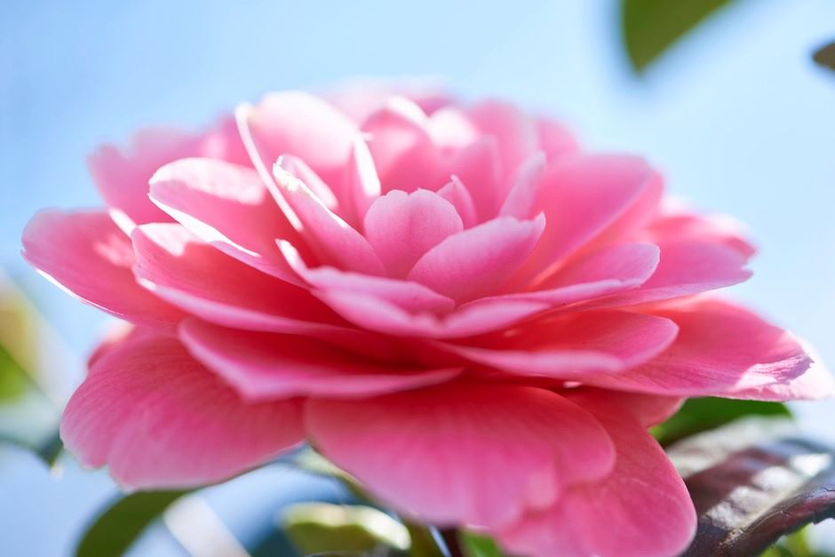 La planta de jardín del mes de Enero es la Camelia.